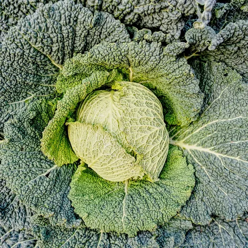 チリメンキャベツ（縮緬キャベツ） (Brassica oleracea var. sabauda