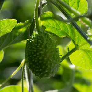 Surinaamse wilde augurk (Cucumis anguria) - PictureThis