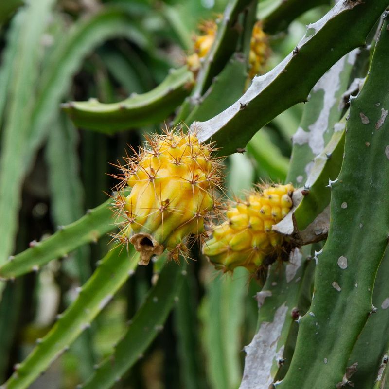 Pitaya Yellow Ripe How to Fertilize Yellow pitaya for Optimal Growth?