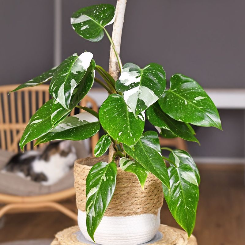 plant house plants Monstera Deliciosa: Popular Live Plant - (6” Pot) – Easy Plant Care - Low  Maintenance House Plant for Home main image 0