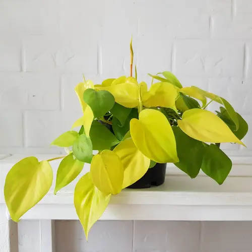 Philodendron hederaceum 'Lemon Lime'