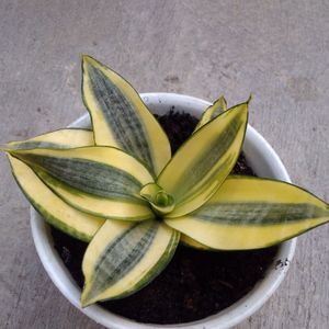 zz plant price ZZ Plant – Wild & Son main image 1