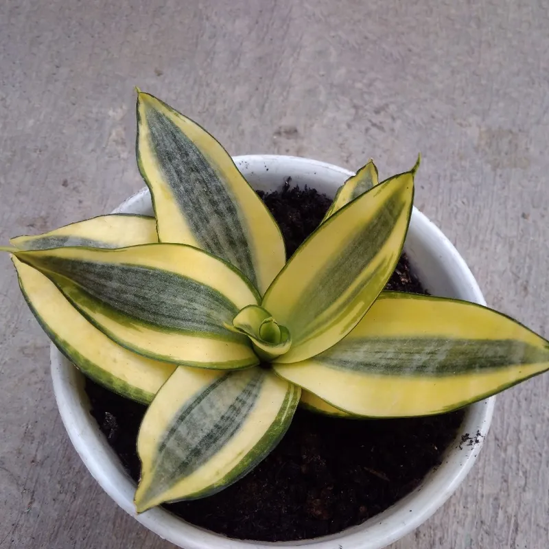 How Much Sunlight Does Golden hahnii Need?