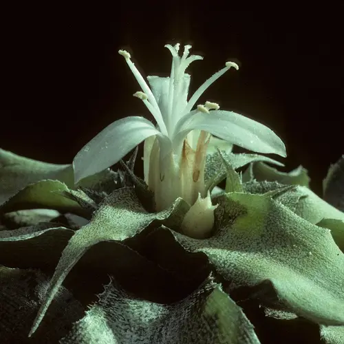 Cryptanthus acaulis