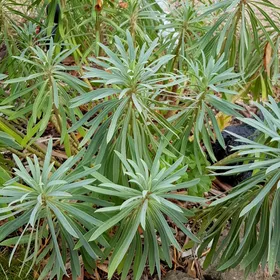 So identifizierst du Palisaden-wolfsmilch (Euphorbia characias)