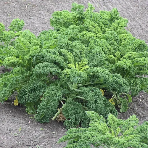 Brassica oleracea var. sabellica