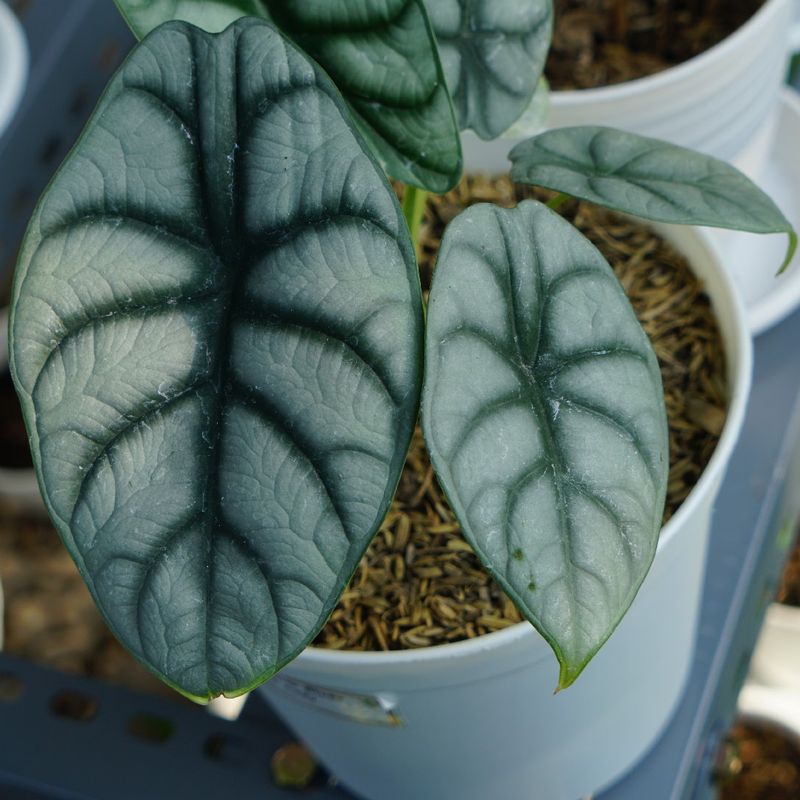 Ist Alocasia baginda 'Silver Dragon' giftig?