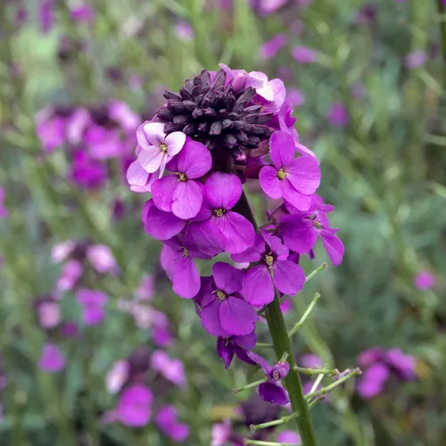 エリシマム・リニフォリウム (Erysimum linifolium) - PictureThis