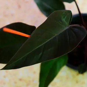 How to Grow and Care for Black majesty