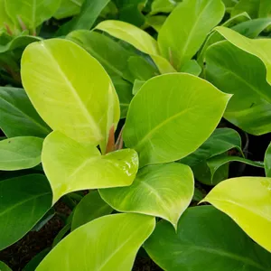 philodendron verrucosum amazon sunset iricolor Philodendron verrucosum Amazon Sunset "Iricolor"
