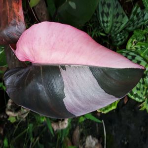 フィロデンドロン 'ピンクプリンセス' (ケア, 特徴, 分布, 画像)