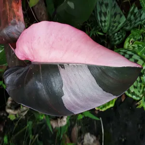 Philodendron 'Pink Princess' richtig vermehren
