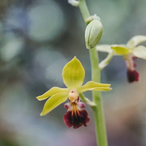 Hardy calanthe orchid