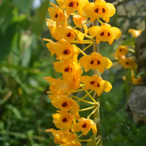 Golden yellow-flowered dendrobium