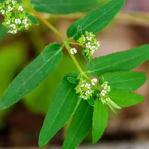 Euphorbia bifida