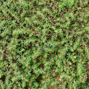 Euphorbia thymifolia - PictureThis