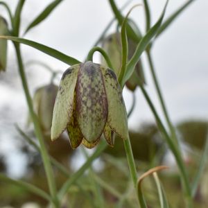 How to Grow and Care for Involucrate fritillary