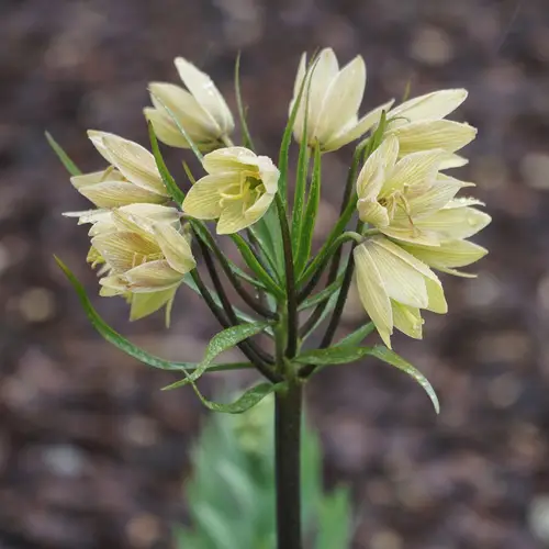 Fritillaria michailovskyi