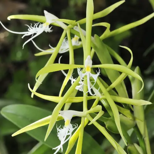 Epidendrum ciliado