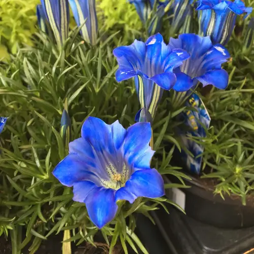Showy chinese gentian