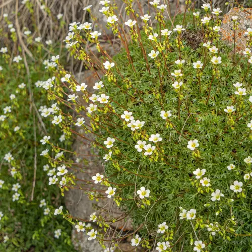 Saxifrage continentale
