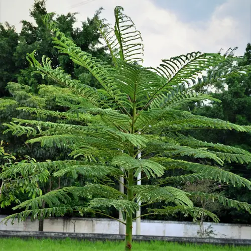 Brazilian fern tree