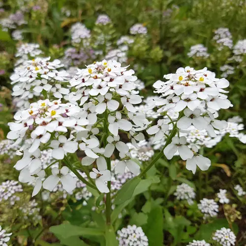 Annual candytuft