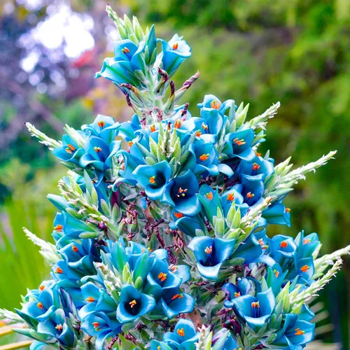 Puya alpestris - PictureThis