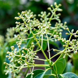 potted fiddle leaf fig tree Fiddle-Leaf Fig Tree | Pet Memorial Tree main image 0