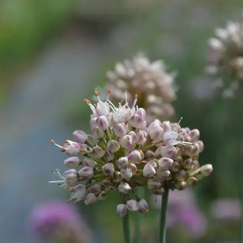 Allium suaveolens