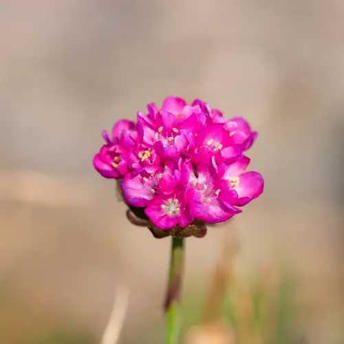 Sea thrift 'Nifty Thrifty'