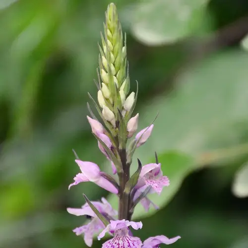 Gekartelde orchis