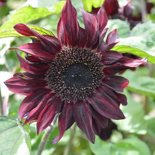 Common sunflower 'Claret'