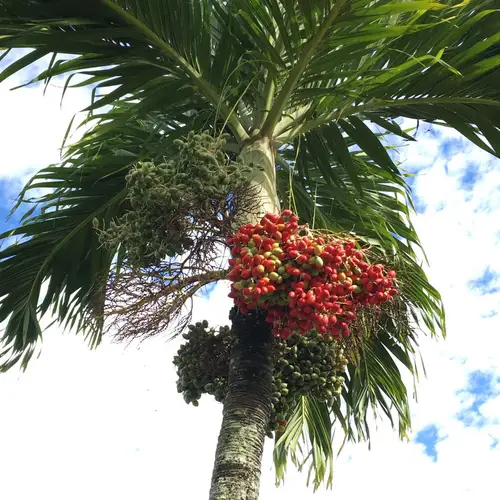 Рождественская пальма
