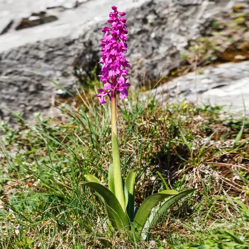 Male orchid