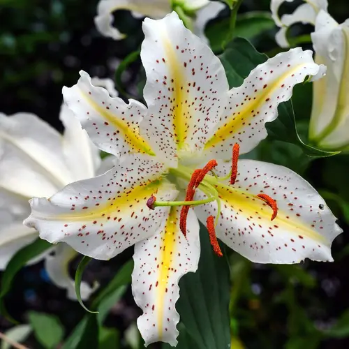 Lilium auratum (Golden-Rayed Lily)