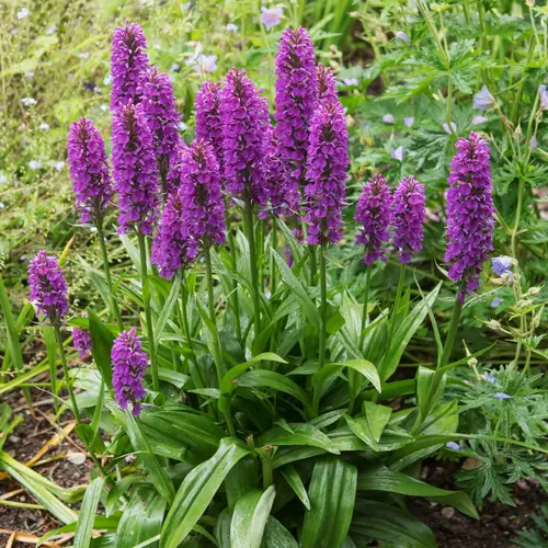 Statige orchis