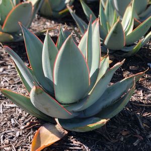 アガベブルーグロー ハイブリッド アテナータ ×オカヒー 大型 30センチ以上 アガベ'ブルーグロー' (Agave 'Blue Glow') - PictureThis