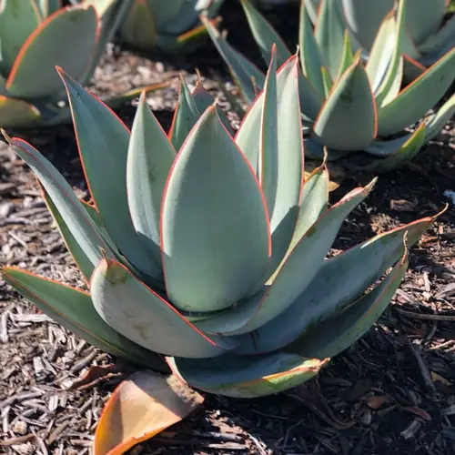 'Blue Glow' Agave