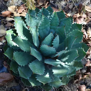 アガベ・グアダラハラナの増やし方