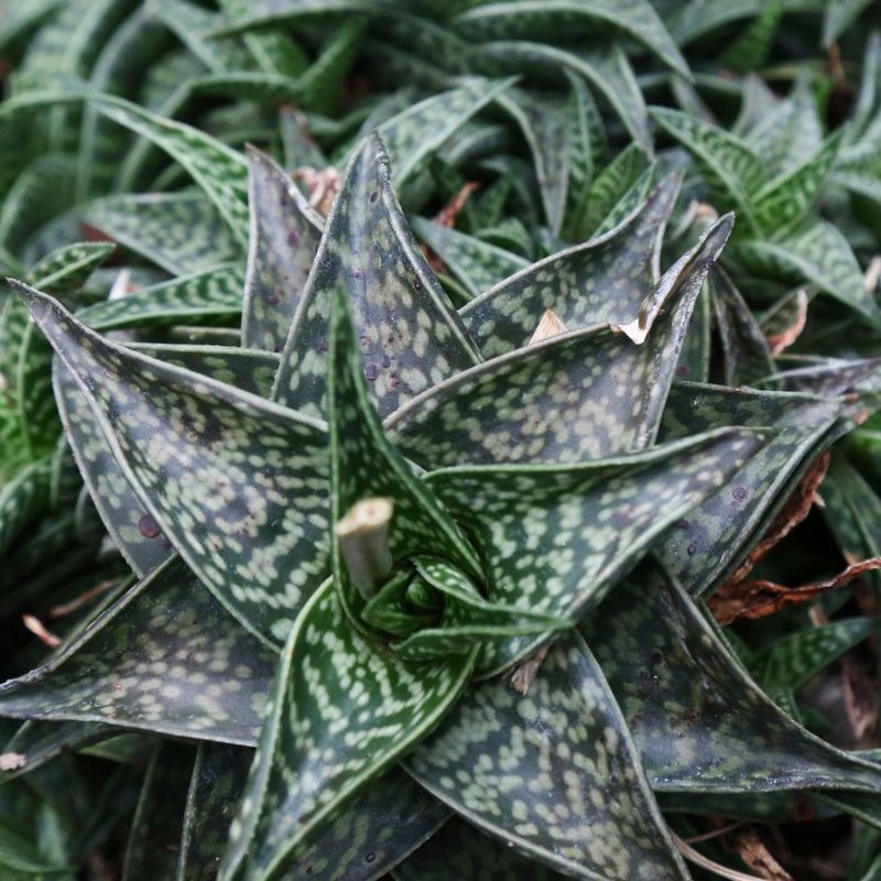 Top Benefits of Aloe descoingsii for Enhancing Your Home Environment