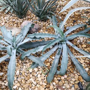 Agave ‘Illusion’②｜TC活着済み・US輸入株（耐寒性抜群） 223504862524211200.jpeg?x-oss-