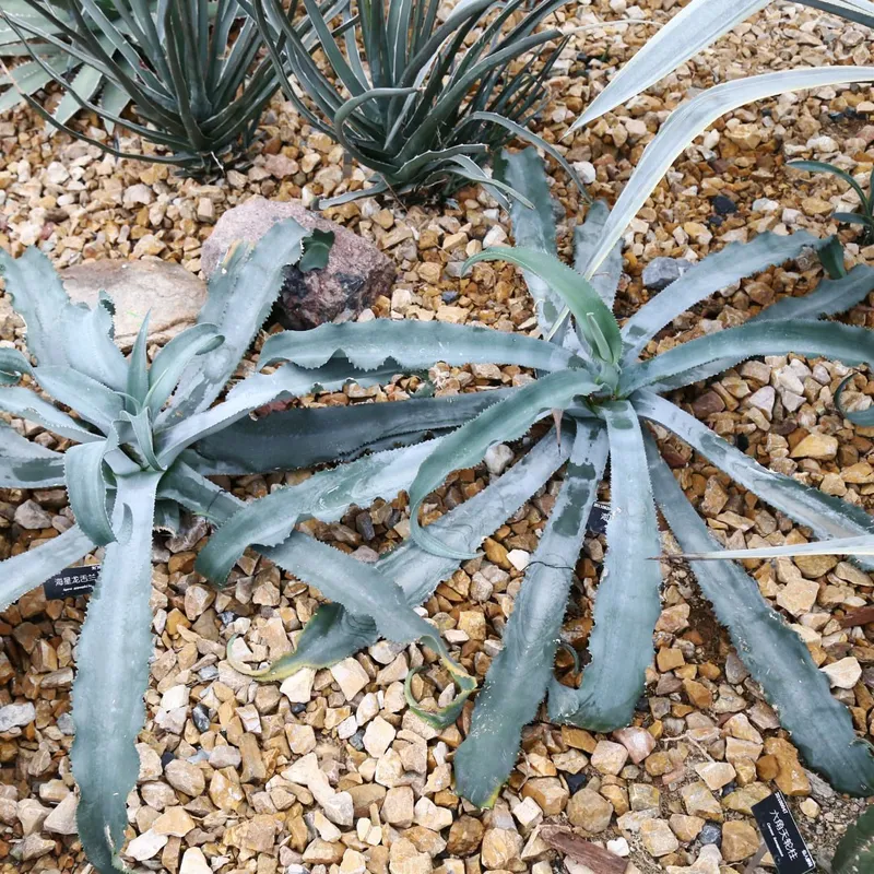 Svelare i benefici di Agave gypsophila: un segreto per il giardinaggio e i  rimedi erboristici