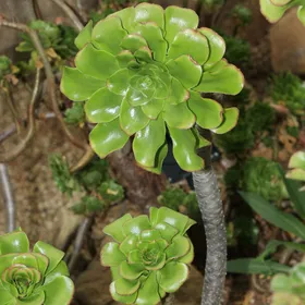 アエオニウム 艶姿の判定方法 (Aeonium undulatum)