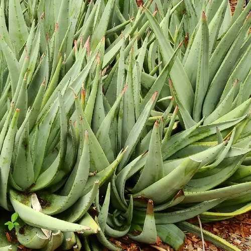 rock aloe (Aloe petricola) - PictureThis