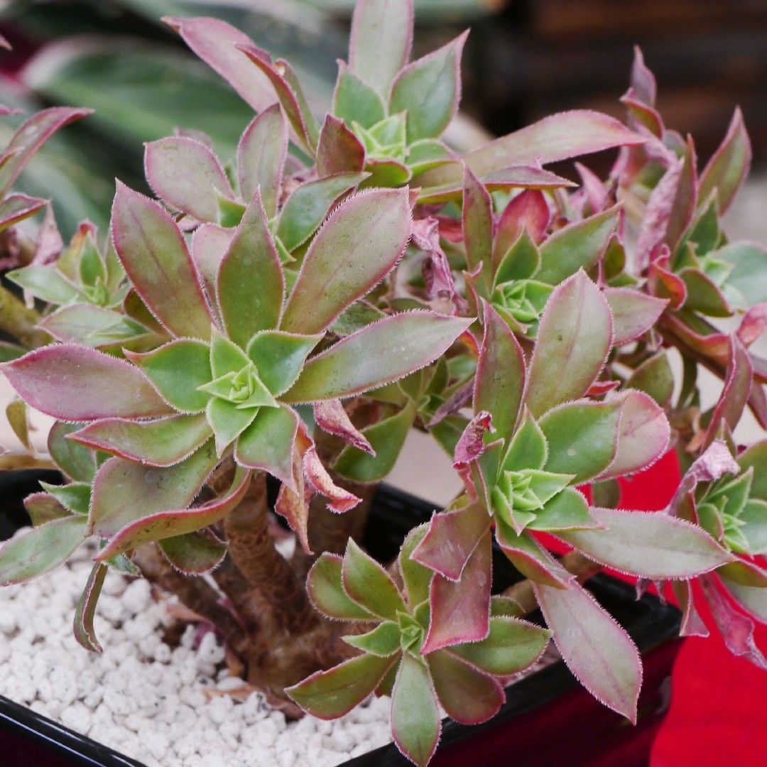 73#多肉植物ア工オニウム❤️レウコブレファラム❤️ 1大頭3小頭9cm