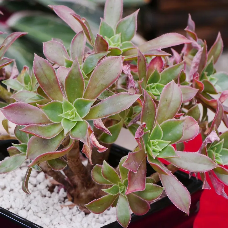 アエオニウム・レウコブレファラムをあなたの庭で育てることの