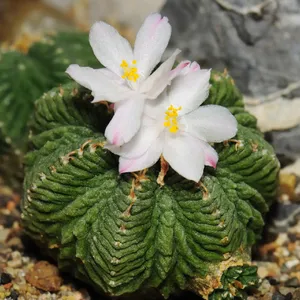 ハナカゴ（花籠）の育て方・栽培方法