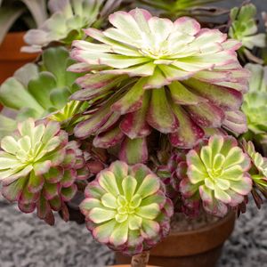 アエオニウム'マルディグラ' (Aeonium 'Mardi Gras') - PictureThis