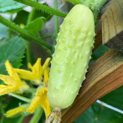 White Wonder Cucumber 